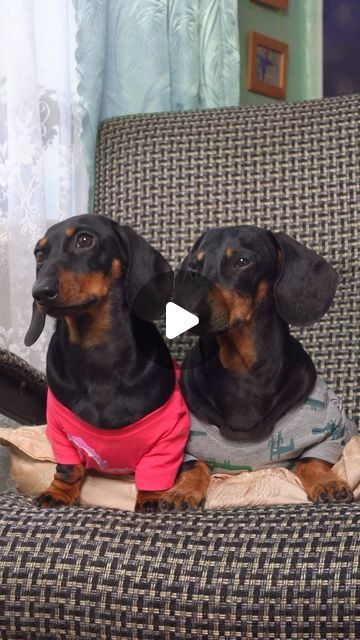 73K views · 12K likes | Doxie Din & Puppy Jay on Instagram: "Sorry, Grandpa! 😘 Dogs Take Over the Rocking Chair!" Dachunds Dog, Dashund Dogs, Doxie Humor, Weenie Dogs Funny, Silver Dapple Dachshund, Brindle Dachshund, Wiener Dog Humor, Wiener Dog Puppies, Weiner Dog Humor