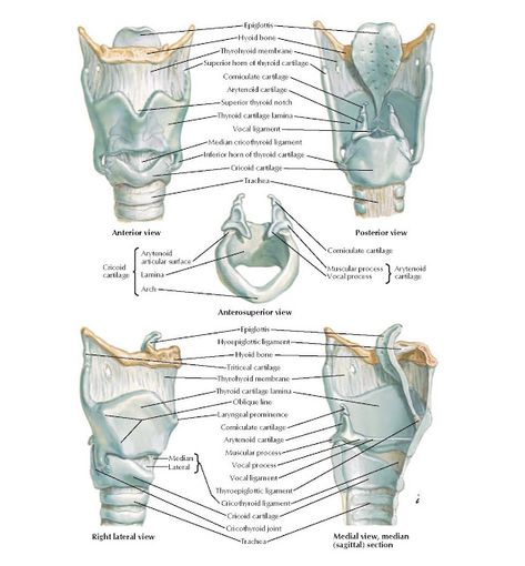 Vocal Anatomy, Human Osteology, Larynx Anatomy, Aesthetic Facial, Neuro Science, Anatomy Lab, Skull Anatomy, Slp Ideas, Animal Adaptations