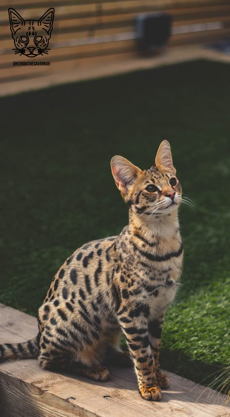 Kenobi the F1 Savannah cat #savannah #savannahcat #f1savannah #f1savannahcat #exoticpets #hybridcat African Savannah Cat, Savannah Cat Aesthetic, Savannah Cat Full Grown, F3 Savannah Cat, Savanna Cat, Savannah Animal, F1 Savannah Cat, African Serval, Biggest House