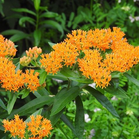 21 Kentucky Native Plants for Landscaping Gardening In Kentucky, Kentucky Gardening, Hobby Farm Ideas, Common Milkweed, Plants For Landscaping, Native Plant Landscape, Flowers Garden Ideas, Asclepias Incarnata, Virginia Bluebells