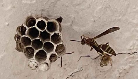 Learn the 7 steps that keep wasps from building nests. By preventing wasps from building their nests, you'll stop them from coming back to your home. Diy Fake Wasp Nest, Fake Wasp Nest, Wasp Nest Removal, Bee Repellent, Wasp Repellent, Get Rid Of Wasps, Wasp Stings, Beekeeping For Beginners, Bad Bugs