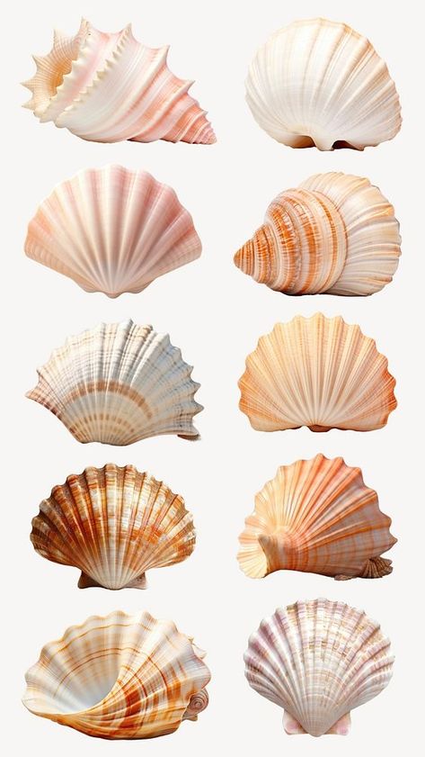 Shells On Beach, Sea Objects, Shell Photography, Seashell Illustration, Shell Graphic, Beach Elements, Sea Elements, Textiles Gcse, Sea Things