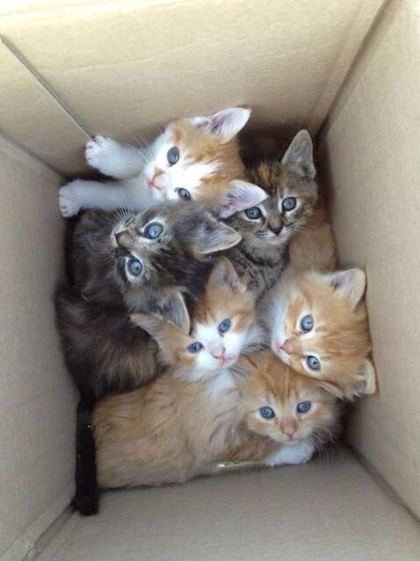 The cutest box in existence. | 39 Overly Adorable Kittens To Brighten Your Day Panther Cub, Image Chat, Söt Katt, Baby Animals Pictures, Cute Kitties, Here Kitty Kitty, Cute Cats And Kittens, I Love Cats, Kitty Kitty