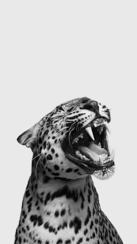 #aesthetic #inspiration #tiger #wallpaper Image Girly, Glamour Wallpaper, Jaguar Wallpaper, Leopard Pictures, Cheetah Background, Cheetah Wallpaper, Leopard Print Wallpaper, Cheetah Print Wallpaper, Tiger Wallpaper