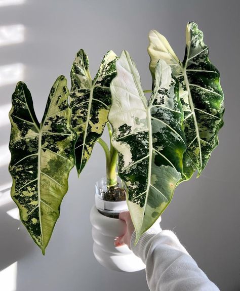 Houseplant Hobbyist on Twitter: "Variegated Alocasia Frydek 🌿 https://t.co/MSJdn9MqfC" / Twitter Variegated Alocasia, Alocasia Frydek, Monstera Plants, Alocasia Plant, Plant Goals, Home Decor Plants, Plants Are Friends, Forest Plants, Plant Wishlist