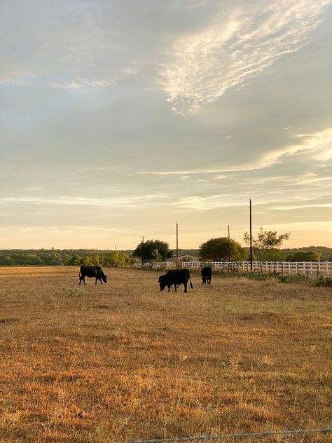 Texas Family Aesthetic, Texas Scenery Country, Texas Pictures Country, South Texas Aesthetic, Living In Texas Aesthetic, Texas Cowboy Aesthetic, Texas Hill Country Aesthetic, Texas Vision Board, Texas Life Aesthetic