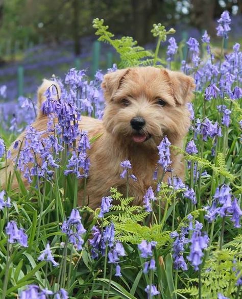 Norfolk Terrier Puppies, Bluebell Woods, Norfolk Terrier, Norwich Terrier, Norwich Norfolk, Terrier Breeds, Purple Garden, Purebred Dogs, Border Terrier