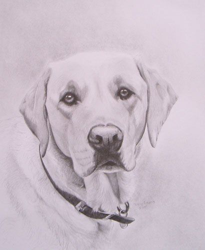 Labrador Pencil Drawing, Yellow Lab Drawing, Labrador Sketch, Drawing Labrador, Labrador Drawing, Lab Drawing, Pet Tattoo Ideas, Dog Face Drawing, Poodle Drawing