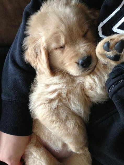 Golden Retriever Funny, Super Cute Puppies, Really Cute Dogs, Cute Little Puppies, Golden Retriever Puppy, Retriever Puppy, Cute Dogs And Puppies, Cute Animal Photos