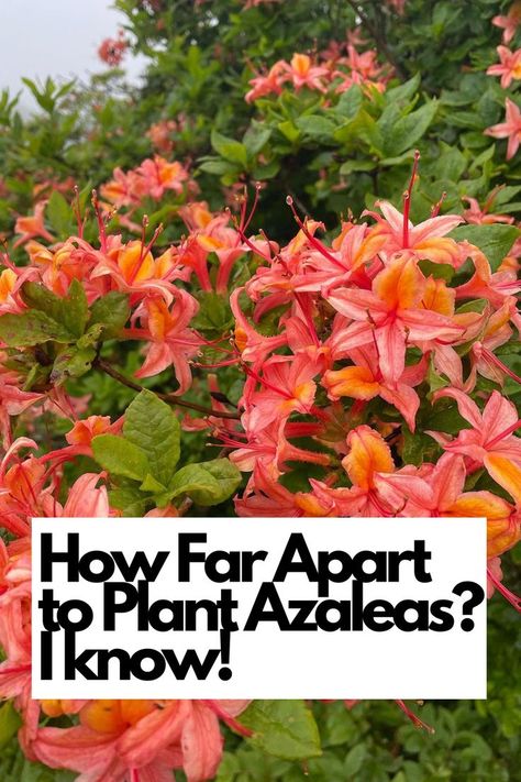 Discover the Perfect Planting Spacing for Azaleas - Never Wonder Again! Are you unsure about the ideal distance between your azalea plants? We've got you covered! Learn the exact measurements to ensure optimal growth and a stunning display. Our expert guide reveals the secrets to spacing azaleas for maximum impact and healthy development. IG Photo by: leahemmilee Rhododendron Care, Azaleas Landscaping, Azalea Garden, Azaleas Garden, Plants In Pots, Plant Help, Diy Backyard, Rose Garden, Staircases