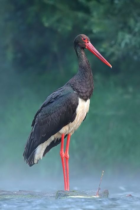 Black Stork Stork Tattoo, Black Stork, Stork Bird, Big Birds, British Birds, Bird Watcher, Backyard Birds, Big Bird, African Animals