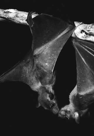 Bat kisses Cute Bats, Cute Bat, Silly Animals, Upside Down, Me Core, In The Dark, My Aesthetic, Bat, Cute Animals