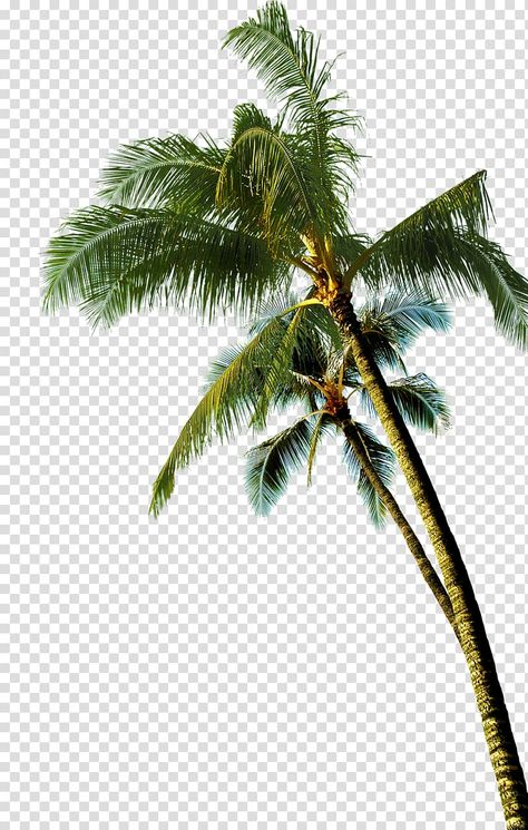 Coconut Tree Cartoon, Tree Transparent Background, Palm Tree Coconut, Png Plants, Palm Tree Background, Palm Tree Png, Tree Cartoon, Tree Photoshop, Green Coconut