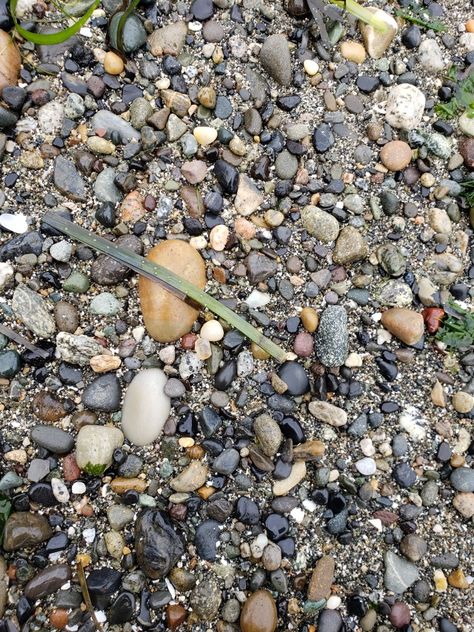 Agate Hunting 2020 Guemes Island Agate Hunting, Beach Combing, Agate, Hunting, Plants, Quick Saves