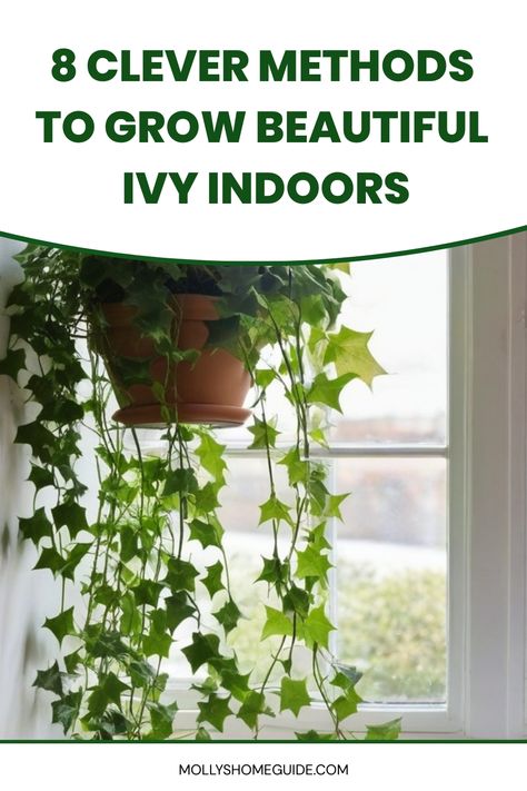 Discover the top tips on how to grow ivy indoors successfully. From choosing the right spot with bright, indirect light to providing proper watering and occasional feeding, you can easily enjoy lush, thriving ivy plants in your home. Learn about different ivy varieties that are well-suited for indoor growth and explore creative ways to display them in your living space. Ivy Indoors Ideas, Indoor Ivy Trellis, Ivy Care Indoor, Growing Ivy Indoors, Ivy Plant Indoor Decor Ideas, Devils Ivy Indoor Ideas, English Ivy Indoor, Ivy Houseplant, Indoor Ivy