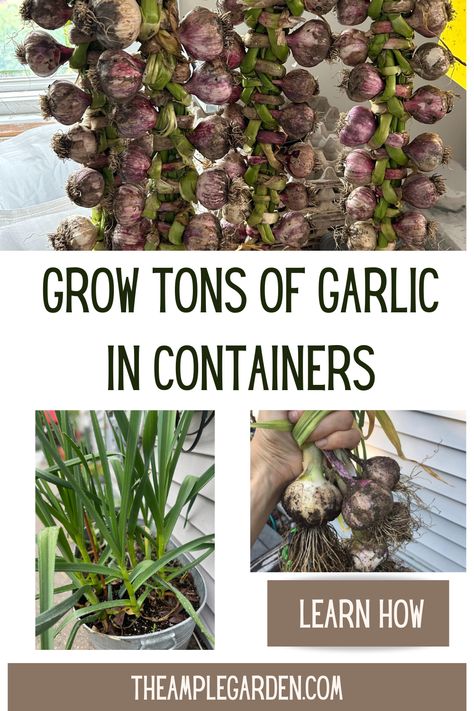 🌱🧄 Grow Garlic Anywhere! 🌿🪴 Transform your small space into a garlic haven with container gardening. Plant, water, and watch your flavorful bulbs thrive, bringing fresh aroma and taste to your kitchen creations. #ContainerGardening #GarlicMagic 🌿🧄 Growing Garlic In Water, Planting Garlic In Containers, Growing Garlic In Containers, Garlic In Containers, Grow Garlic Indoors, Hardneck Garlic, Grow Garlic, Planting Garlic, Growing Garlic