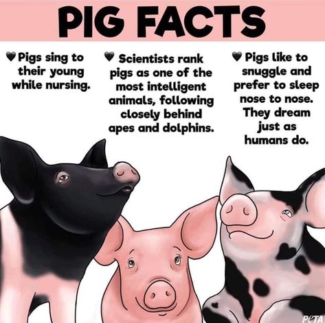 Pig Facts, Reasons To Go Vegan, Show Pigs, Classroom Pets, Pig Showing, Ag Teacher, Raising Farm Animals, Bunny Cages, Pot Belly