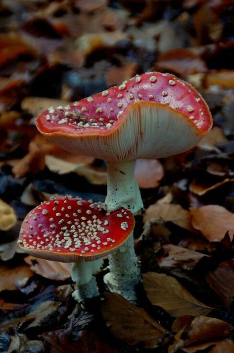 Mushroom Core, Mushroom Pictures, Amanita Muscaria, Plant Fungus, Mushroom Fungi, Wild Mushrooms, Mushroom Art, Samhain, Photo Reference