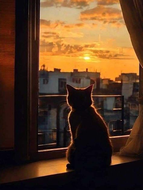 Ailurophile Aesthetic, Cat Sunset, Dark Kawaii, Dark Academia Wallpaper, Light Grunge, Cat Photography, Cute Couple Selfies, Cat Aesthetic, Dreamy Art