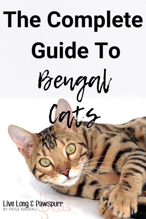 Bangle Cat Bengal Kittens, Charcoal Bengal, Bengal Cat Facts, Bengal Cat Kitten, Cat Breeding, Asian Leopard Cat, Cat Advice, Cat Tips, Bengal Kitten