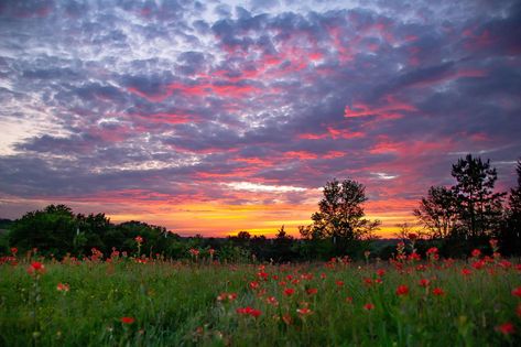 Mum Painting, Flores Wallpaper, Wall Pics, Pretty Landscapes, Spring Wallpaper, Sunset Wallpaper, Pretty Sky, Aesthetic Photography Nature, Laptop Wallpaper