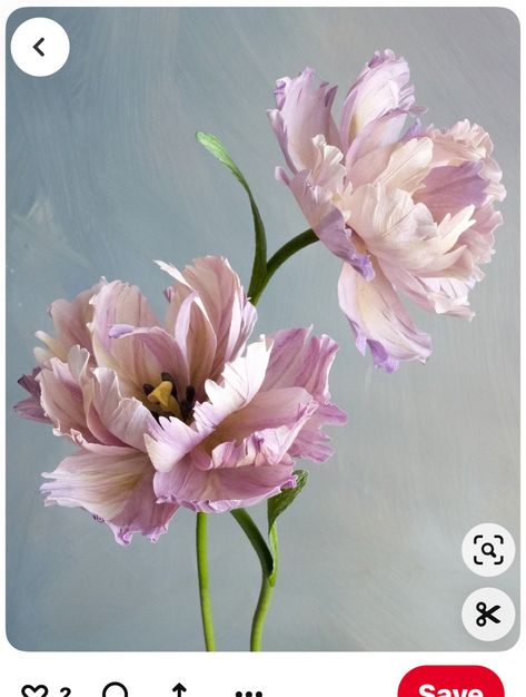 Flowers Reference, Open Peony, Paper Tulips, Flower References, Flower Reference, Sugar Flowers Tutorial, Being An Artist, My Cv, My Year