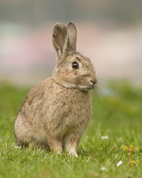 Lagomorpha - Wikipedia Staffordshire Terriers, National Animal, Rabbit Care, Belgium Travel, Invasive Species, Pet Rabbit, Baby Bunnies, Rabbit Fur