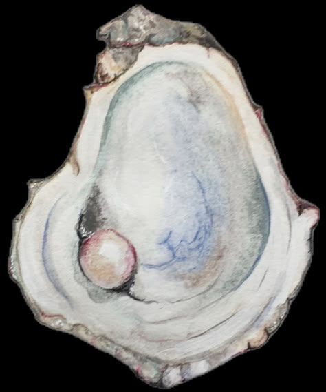 Watercolor oyster and pearl @kimberleyslezak Oyster Drawing, Watercolor Oyster, Oyster And Pearl, Textiles Gcse, Collage Materials, Scrapbook Inspo, Wallpaper Collage, Art Textiles, Back Round