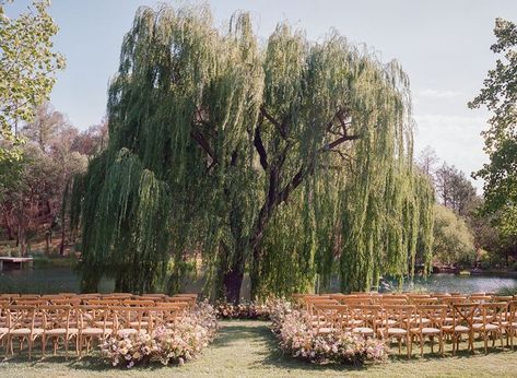 A Romantic Wedding in California's Wine Country Wedding Venue Willow Tree, Wedding Weeping Willow Tree, Wedding Spots Places To Get Married, Forest Wedding Aesthetic Ceremony Decor, Future Wedding Aesthetic, Wedding By A River, Bayou Themed Wedding, Backyard Wedding Venue Ideas, Wedding Willow Tree