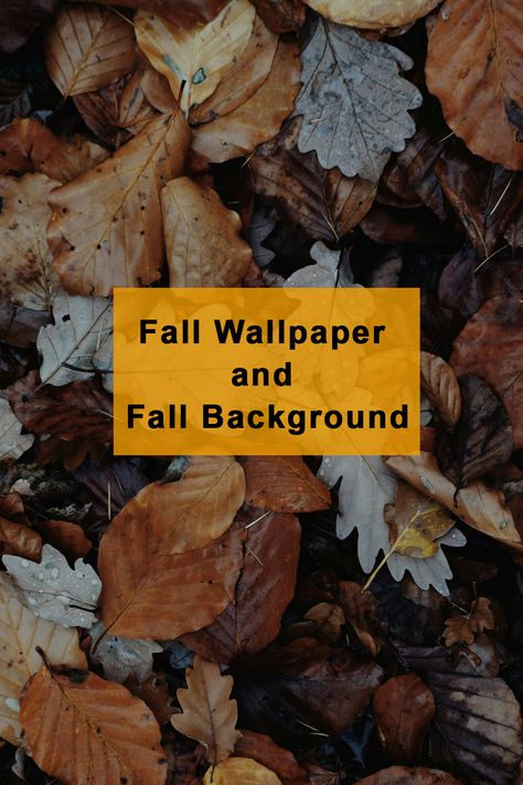 Embrace the beauty of autumn with our curated collection of stunning fall wallpapers! 🍁 From vibrant foliage to cozy autumn scenes, these high-quality images are perfect for your desktop, mobile, or tablet. Download now and bring the warmth of fall to your screens! 🍂✨
Download 4K or HD images from this websites:
Pexels: https://www.pexels.com/search/fall%20wallpaper/
Unsplash: https://unsplash.com/wallpapers/nature/fall 
Pixabay: https://pixabay.com/images/search/fall%20wallpaper/ Autumn Desktop Wallpaper Hd, Hd Fall Wallpaper Desktop, Hd Fall Wallpaper, Autumn Screensaver, Fall Background Wallpaper, Free Fall Wallpaper, Desktop Wallpaper Fall, Wallpapers Nature, Nature Fall