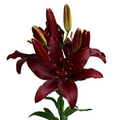 Thursd is your online floral meetup spot. Where flower & plant enthusiasts connect, from grower to end consumer, to help decide what to watch, what to follow, and what to buy. Red Lilly, Red Lily Flower, Casablanca Lily, Lily Bouquets, Whole Lotta Red, Red Aura, Lilly Flower, Red Lily, Colors Combinations