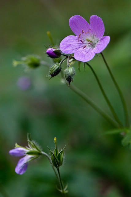 Flowers For Algernon, Cranesbill Geranium, Wild Geranium, Flowers Tea, Faeries Gardens, Purple Garden, Blue Garden, Native Garden, Wild Plants