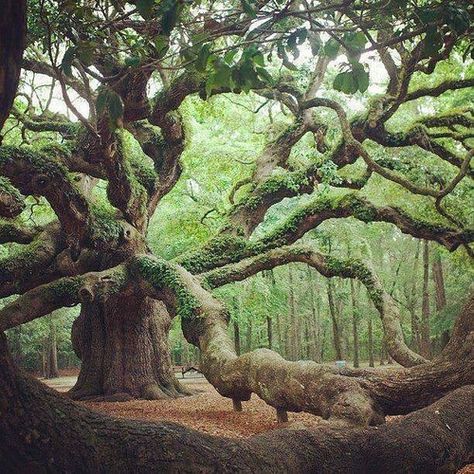 This is Angel Oak outside Charleston SC. The oldest tree east of the Mississippi River Angel Oak Trees, Angel Oak, Old Trees, Old Tree, Ancient Tree, Unique Trees, Nature Tree, Tree Forest, Oak Tree