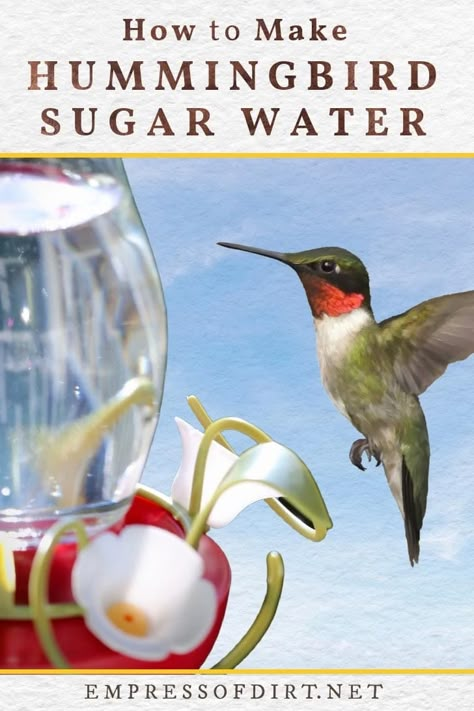 Hummingbird Food Recipe No Boil, Hummingbird Mixture, Hummingbird Sugar Water, Hummingbird Food Recipe, Hummingbird Mix, Sugar Water For Hummingbirds, Make Hummingbird Food, Homemade Hummingbird Food, Hummingbird Nectar Recipe