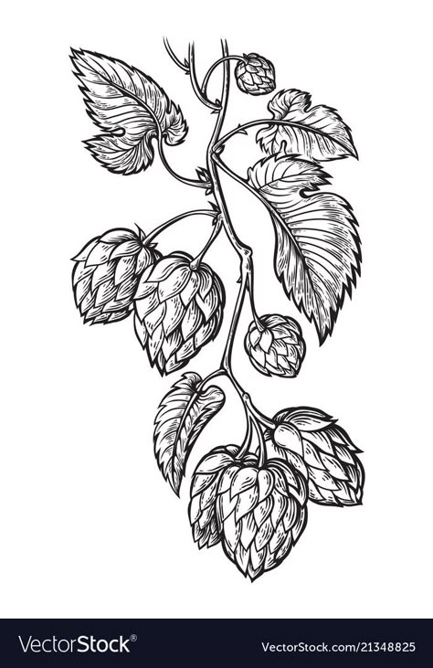 Beer Tattoo, Hop Tattoo, Beer Drawing, Beer Tattoos, Hops Plant, Engraving Tattoo, Tattoo Filler, Minimal Drawings, Beer Art