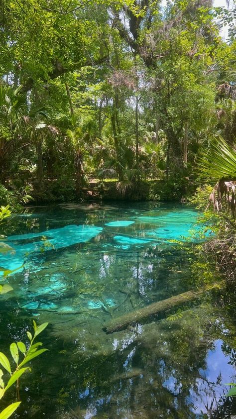 Mangroves Aesthetic, Pond Aesthetic Wallpaper, Mangrove Forest Aesthetic, Mangrove Aesthetic, Lake Wallpaper Aesthetic, Florida Mangroves, Beautiful Scenario, Nature Core, Oc Moodboard