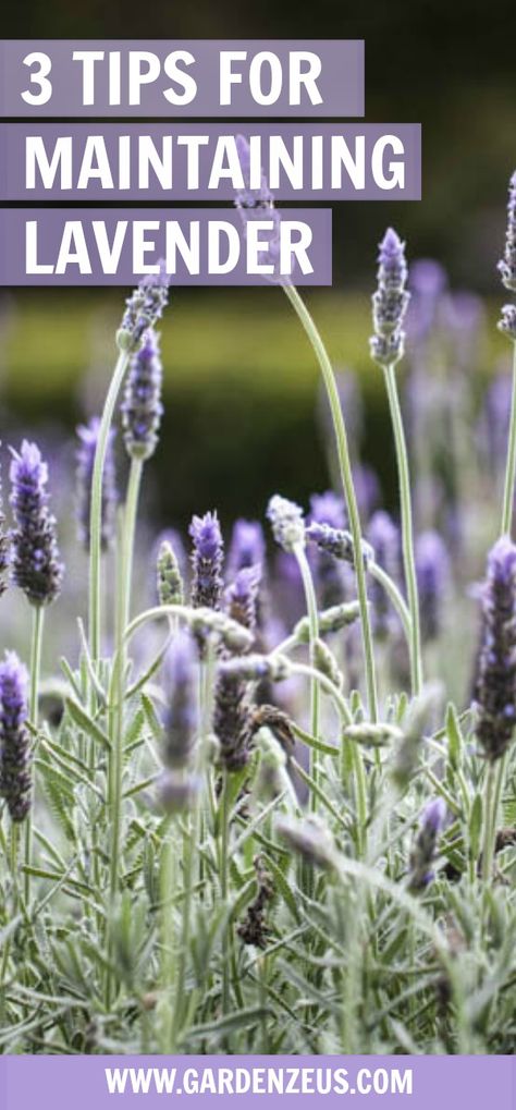 Lavender Plant Indoors, Lavender Indoors, Lavender Plant Care, Lavender Care, Lavender Plants, Hydroponics Diy, Growing Lavender, Lavender Garden, Herb Gardening