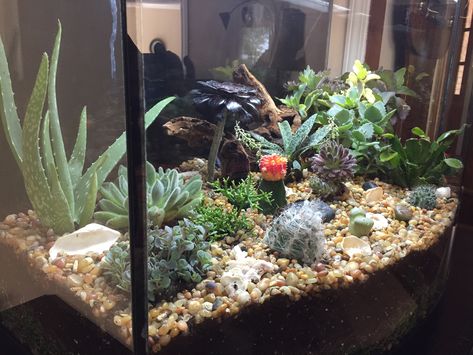 We converted our fish aquarium into a succulent and cactus garden Succulent Aquarium Garden, Succulent Terrarium Fish Tank, Aquarium Fairy Garden, Repurposed Aquarium, Cactus Aquarium, Bioactive Vivarium, Fish Tank Garden, Succulent And Cactus Garden, Fish Tank Gravel