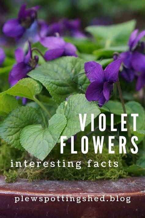 Sweet Violets Flower, Roses For Valentines Day, Dog Violet, Flowers Reference, Winter Pansies, Wild Violets, Viola Flower, Shrinking Violet, Winter Greenhouse