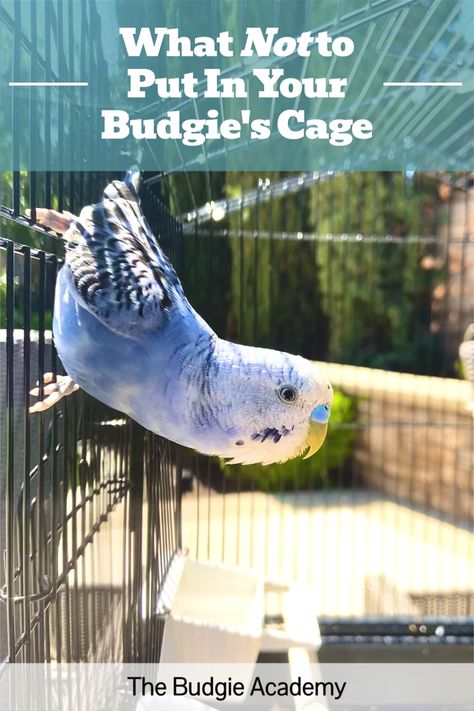 Like many budgie owners, you probably want to provide your bird with the best enrichment money can buy. But before splurging on toys and accessories, check out this list of common cage items with hidden risks. Parakeet Cage Ideas, Parakeet Care, Budgie Cage, Diy Bird Cage, Parakeet Toys, Budgie Toys, Diy Bird Toys, Parakeet Cage, Budgies Bird