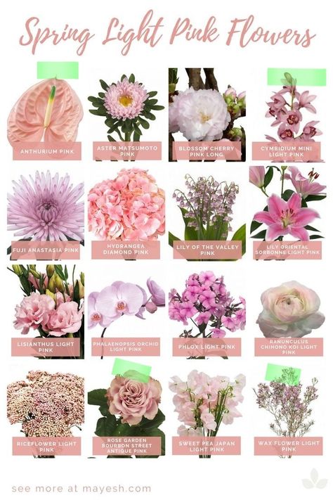 Pink Flower Names, Spring Season Flowers, Flowers By Season, Flower Recipe, Flowers By Color, Flower Studies, Flower Dictionary, Find Your Happiness, Greenery Flowers