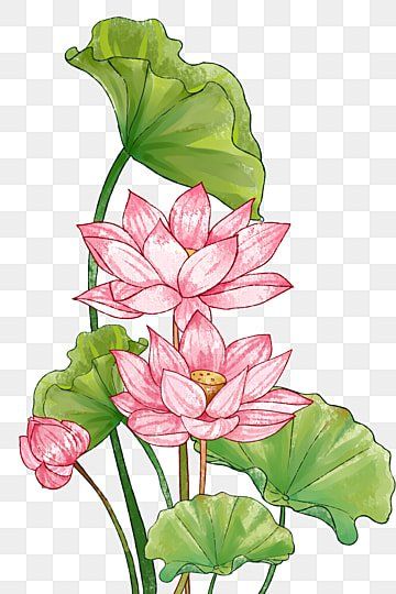 summer heat,24 solar terms,chinese solar terms,traditional solar terms,twenty-four solar terms,solar terms,watercolor,leaf clipart,lotus clipart,watercolor clipart Lotus Leaf Art, Lotus Leaf Drawing, Lotus Clipart, Lotus Drawing, Flower Borders, Watercolor Lotus, Buddhist Art Drawing, Leaf Watercolor, Watercolor Leaf