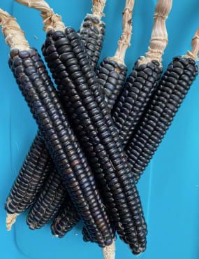 Blue Mountain Organic Flint Corn - Fedco Seeds Flint Corn, Lima Beans, Plant Seeds, Grits, Blue Mountain, Stuffed Hot Peppers, Polenta, Planting Seeds, Lemon Grass