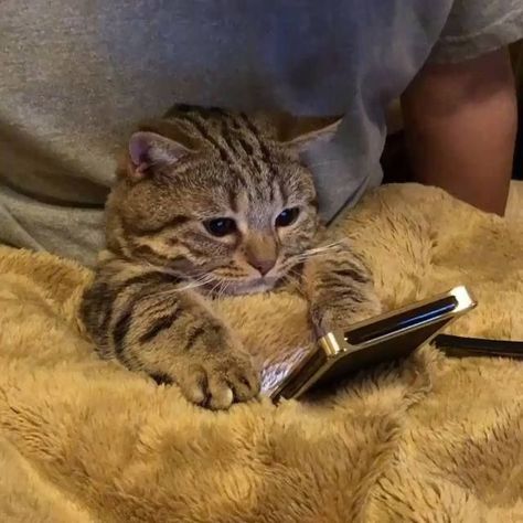 This tabby kitten must be waiting for a response to a friend request on his mobile phone. Meme Chat, Cat Watch, Drawing Faces, Cute Kittens, Drawing Tutorials, Tabby Cat, Beautiful Cats, Cat Gif, 귀여운 동물