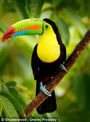 Cosmic Animals, Keel Billed Toucan, Toucan Art, Puffins Bird, Rainforest Animals, World Birds, Tropical Animals, Bird Pictures, Exotic Birds