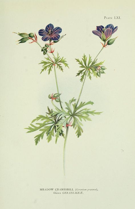 https://flic.kr/p/2kcfCDi | n452_w1150 | Plant-life London,A. & C. Black,1915. biodiversitylibrary.org/page/12481426 Geranium Pratense, Old Book, Botanical Flowers, Plant Life, Botanical Illustration, Geraniums, Botany, Botanical Gardens, To The World