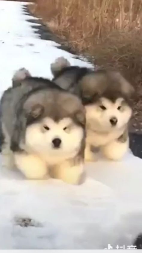 real chubby puppys Fat Dogs Cute, Fat Puppies, Chubby Animals, Cute Huskies, Spotify Playlist Pics, Cute Fluffy Puppies, Baby Huskies, Fat Animals, Chubby Puppies