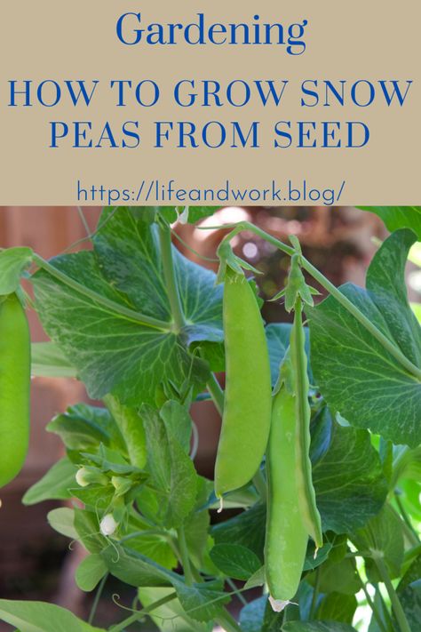 How to Grow Snow Peas From Seed Growing Snow Peas Trellis, Pea Growing, Growing Snow Peas, Pea Trellis, Planting Vines, Gardening Fruits, Growing Peas, Snow Pea, I Am Growing