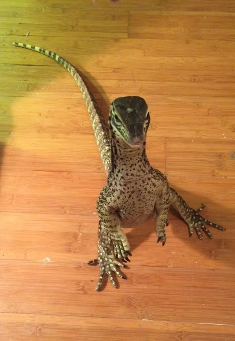 Argus Monitor? Pet Lizards, Cute Reptiles, Cool Animals, Animal Reference, Animal References, Reptiles And Amphibians, Lizards, Gecko, Amphibians