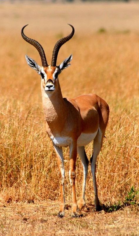 African Animals Photography, African Antelope, Animal Photography Wildlife, Wild Animal Wallpaper, Wild Animals Photos, Deer Photos, Africa Wildlife, Africa Animals, Animal Portraits Art